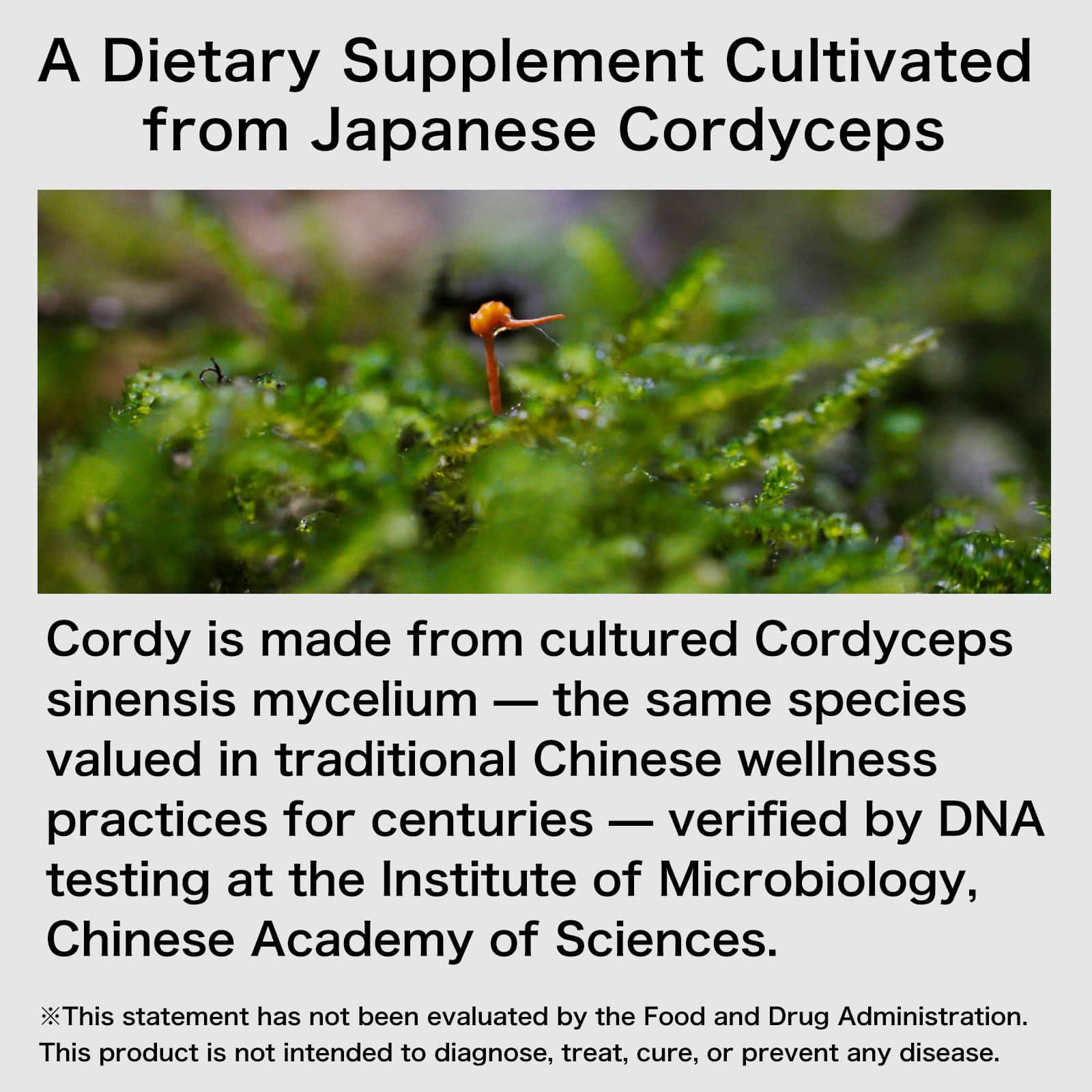 Cordy G Japanese Cordyceps Supplement thumb 3